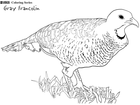 Grey Francolin Coloring Page